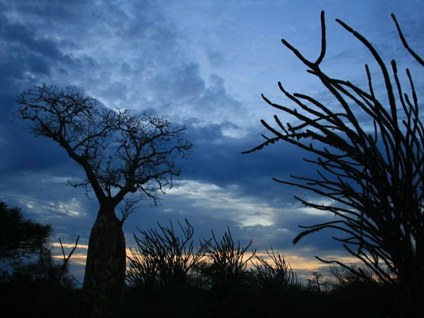 Madagascar, baobab trees