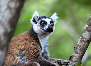 Madagascar lemur