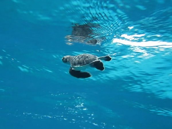 baby sea turtle swimming