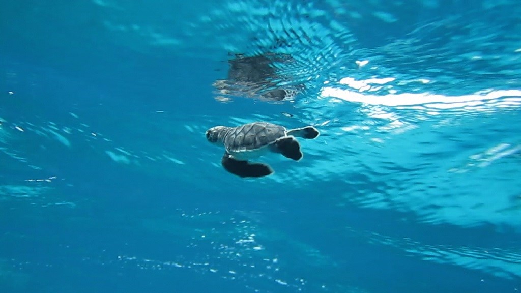 baby sea turtle swimming
