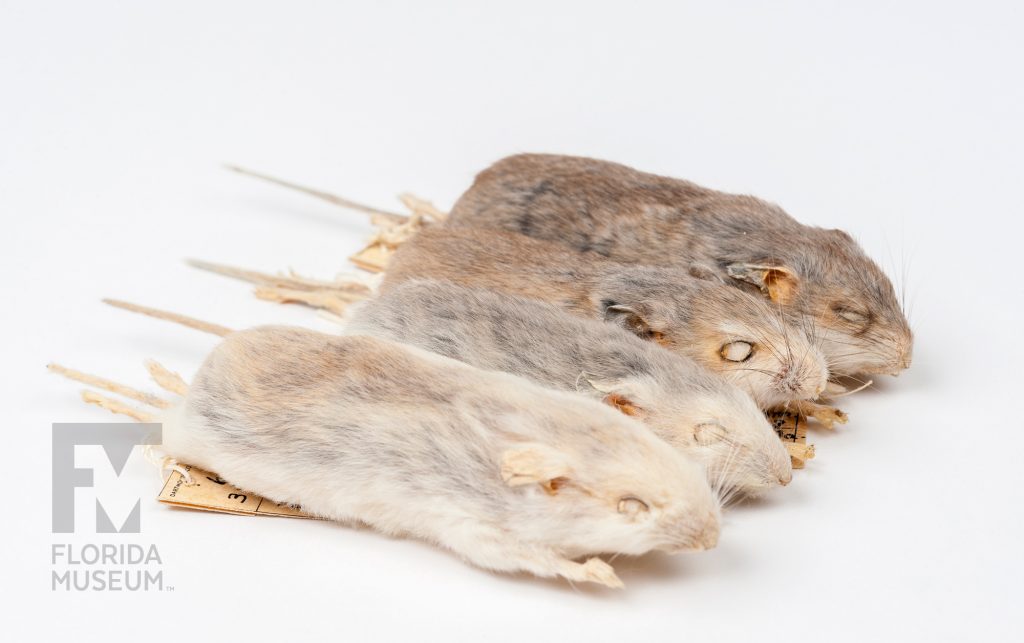 Southeastern beach mice