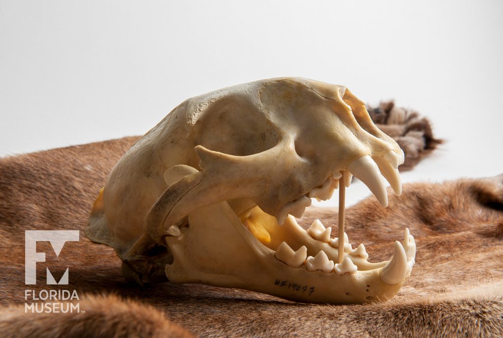 Florida panther skull & pelt