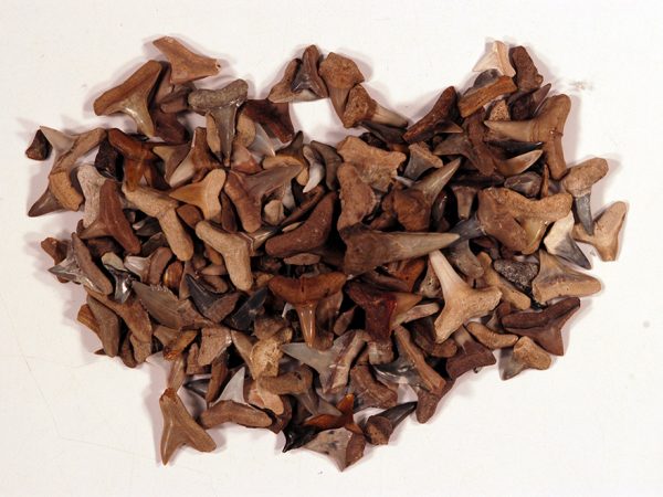 fossil shark teeth