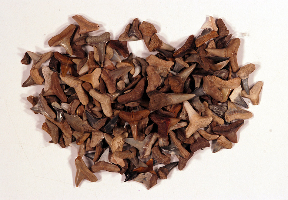 Pop-up Museum: Florida Fossils