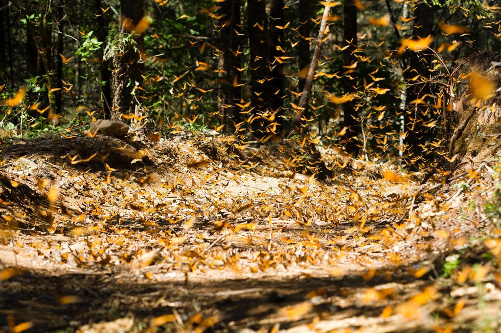 Monarchs migration