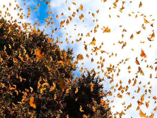 Monarchs migration header