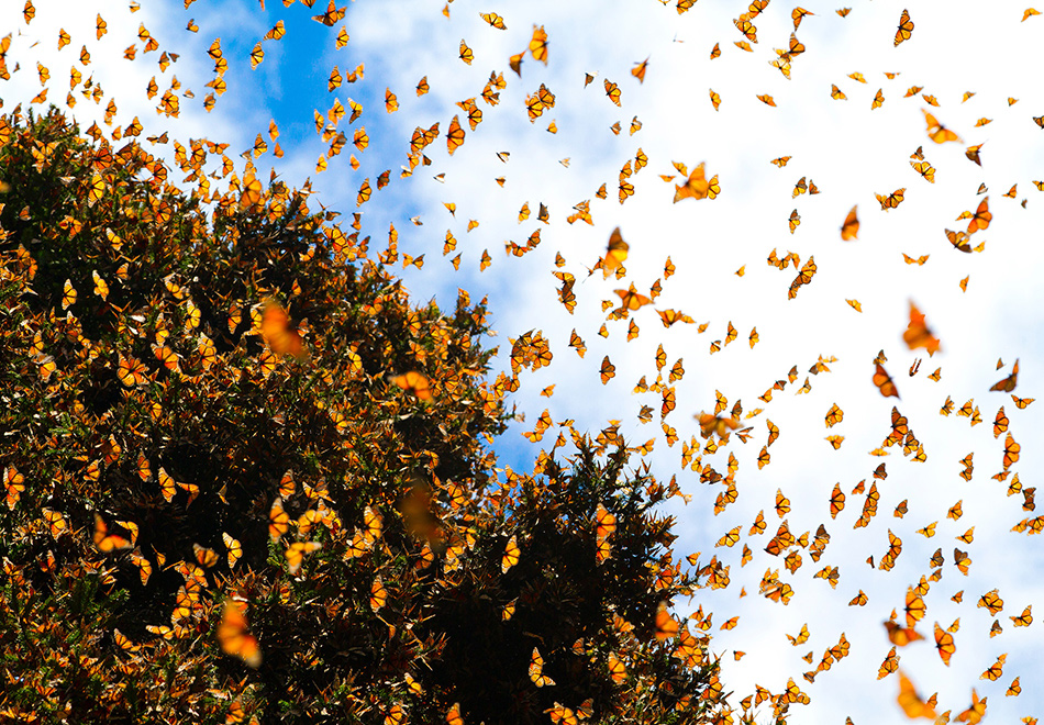 Monarchs migration header