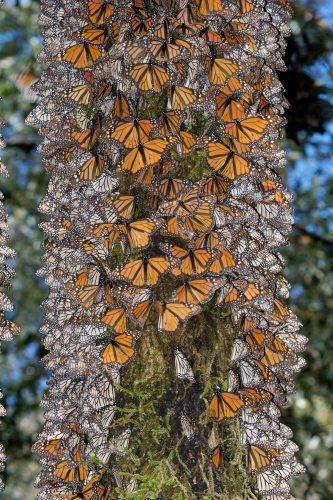 Monarchs migration