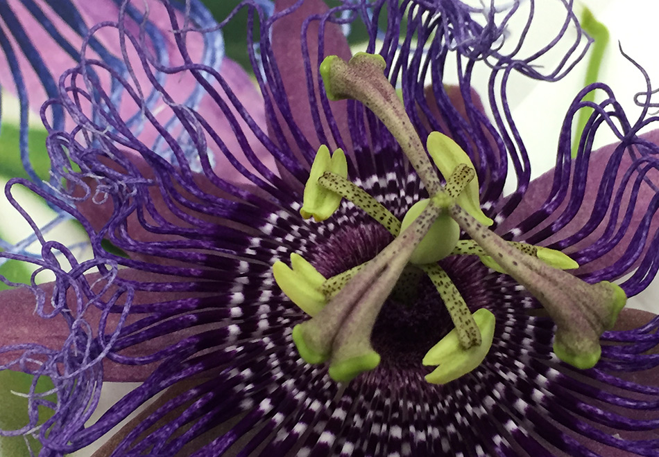 close-up image of a passionflower