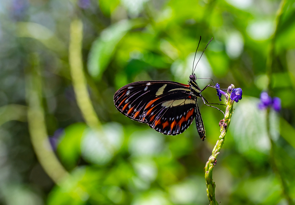 butterfly on plant