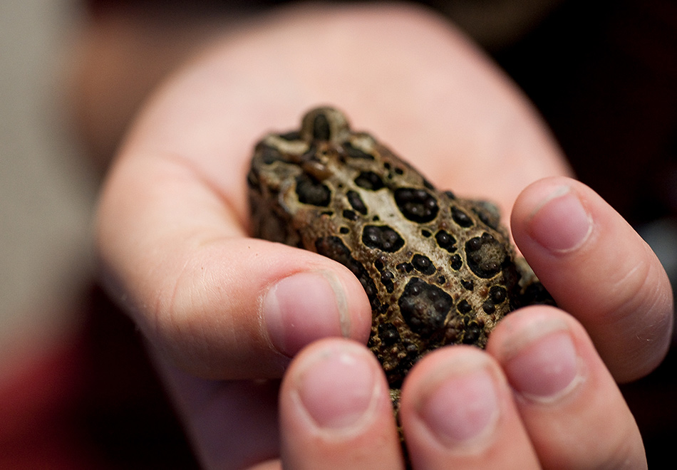 frog in hand