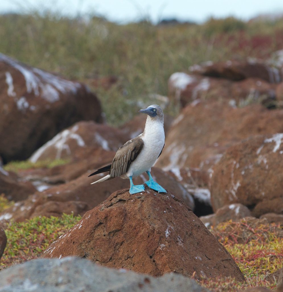 Galapagos, Blue-footed booby