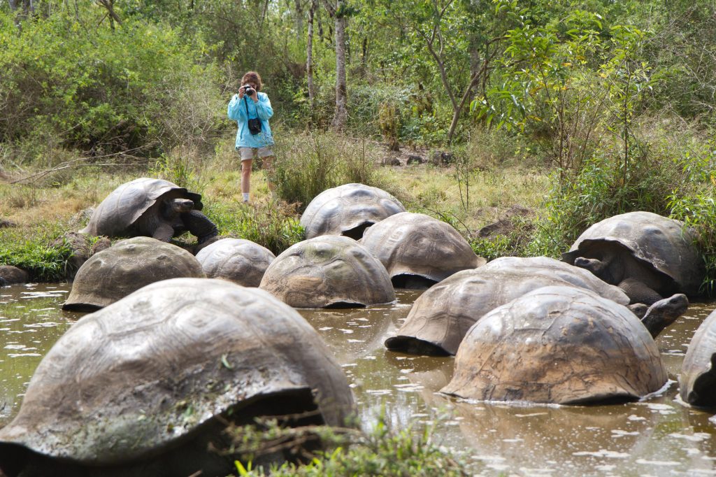 Tortoises on Galapagos Island