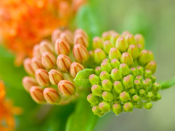 flower buds