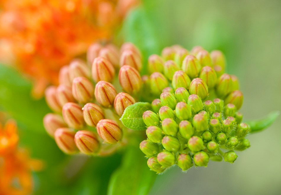 flower buds