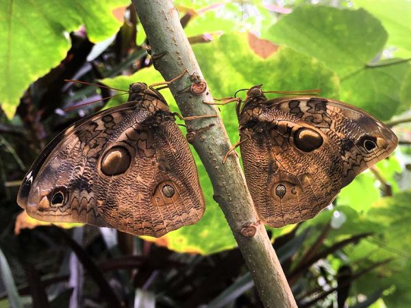 two brown butterflies at rest on either side of a branch among the leaves