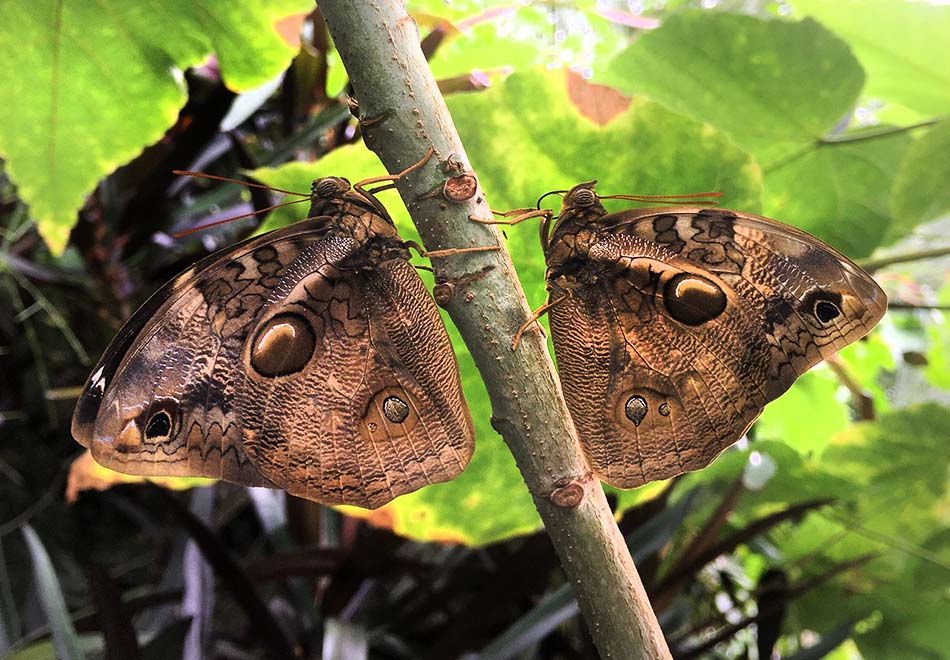 two brown butterflies at rest on either side of a branch among the leaves