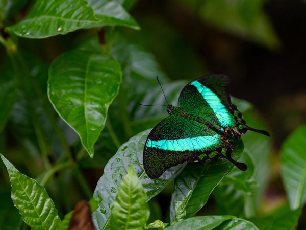 green butterfly on leaf