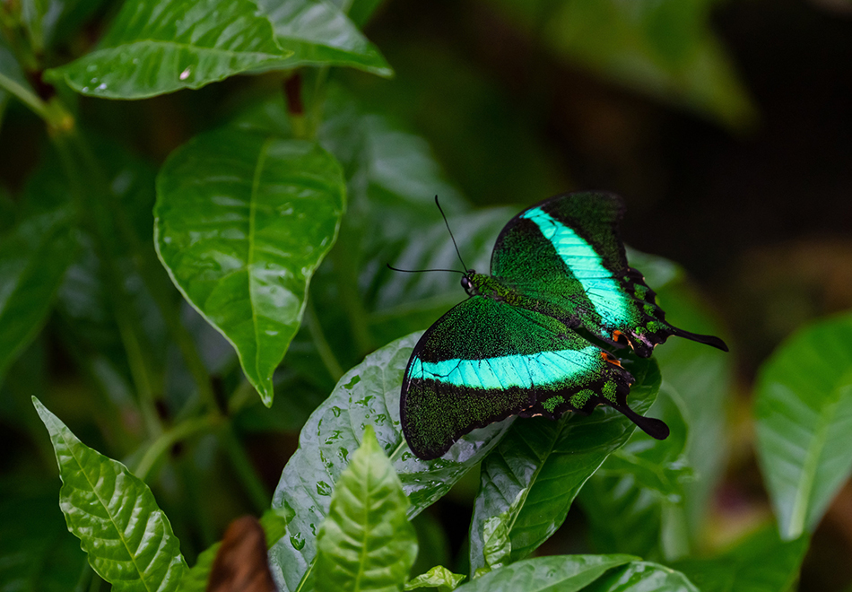 green butterfly on leaf