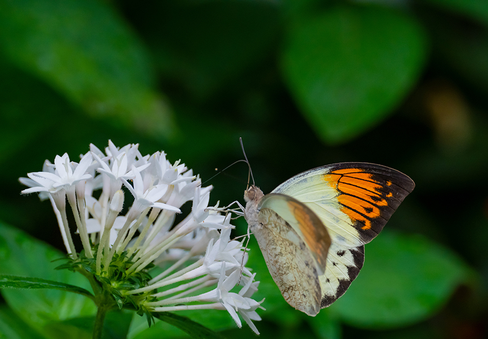 butterfly on flower