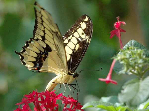 Papilio thoas