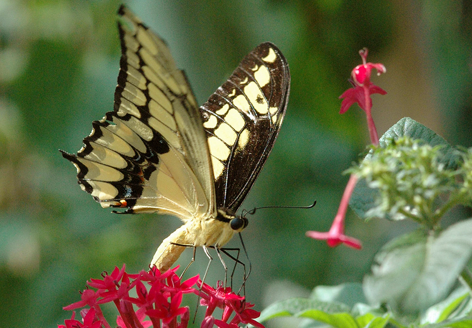 Papilio thoas