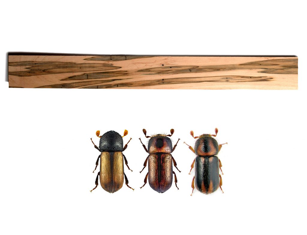 Trypodendron beetles