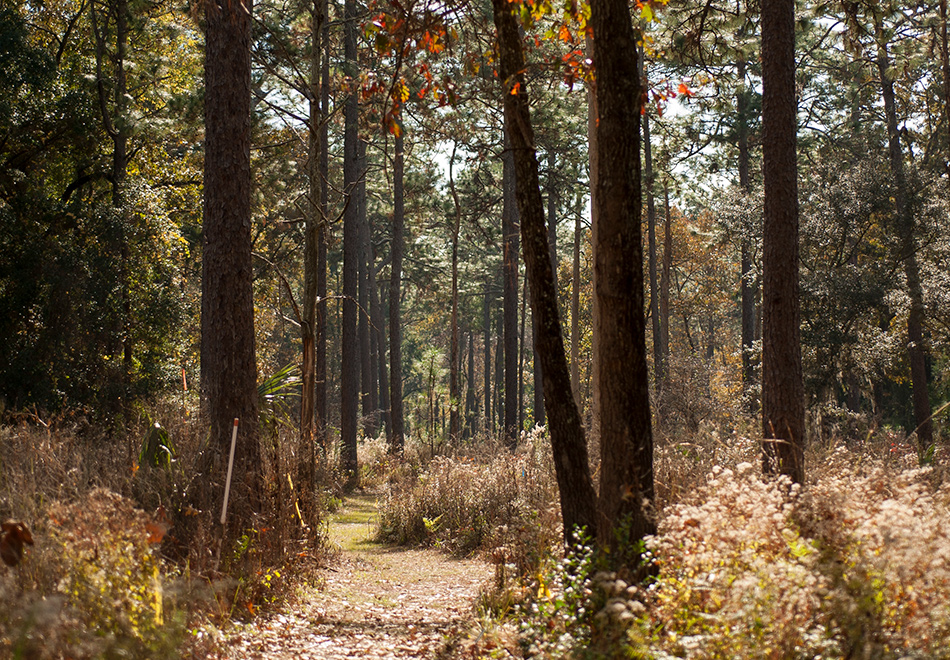 wooded path, half header