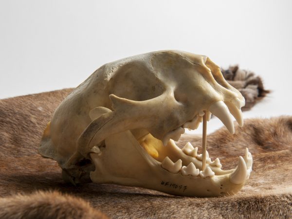 panther skull on fur