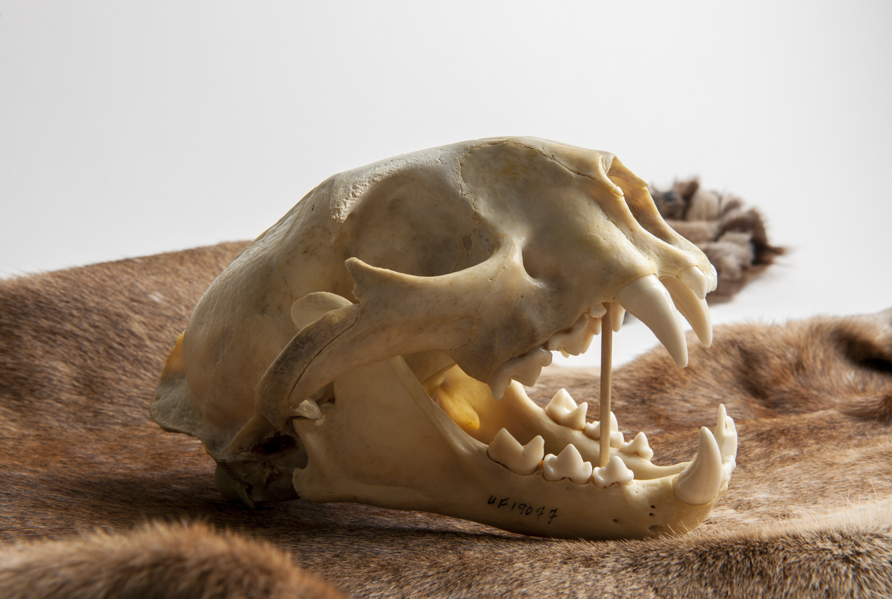 panther skull on fur