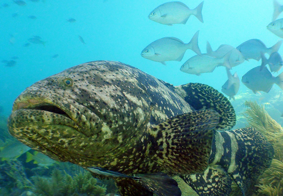 Goliath Grouper, half header. Photo by NOAA/FKNMS