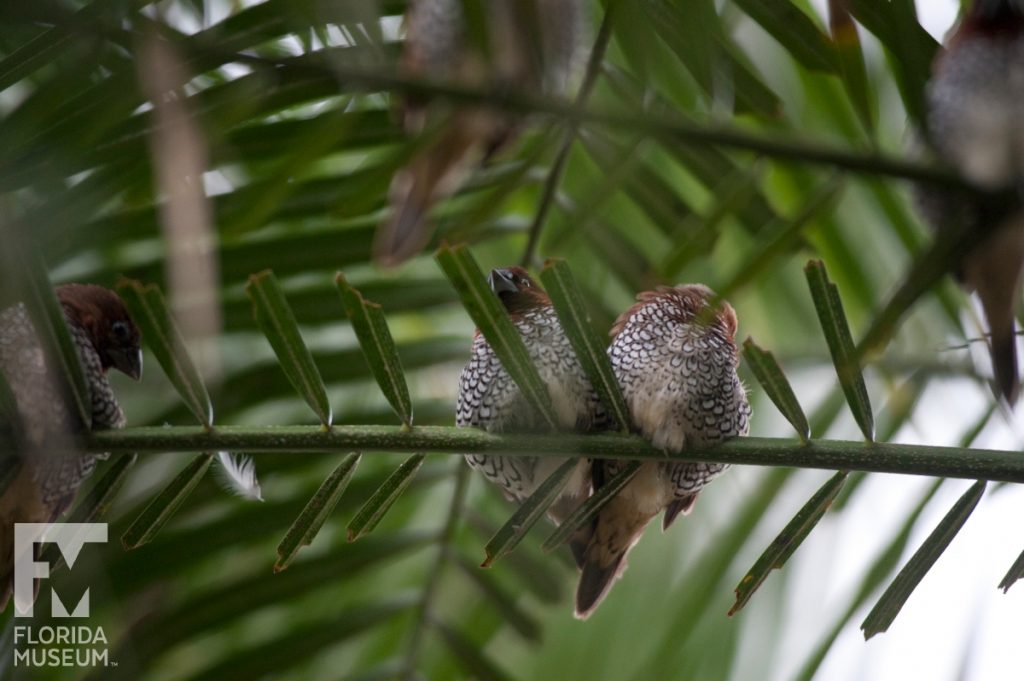 Birds of the Butterfly Rainforest