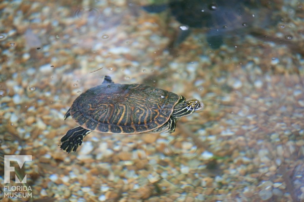 Turtles of the Butterfly Rainforest