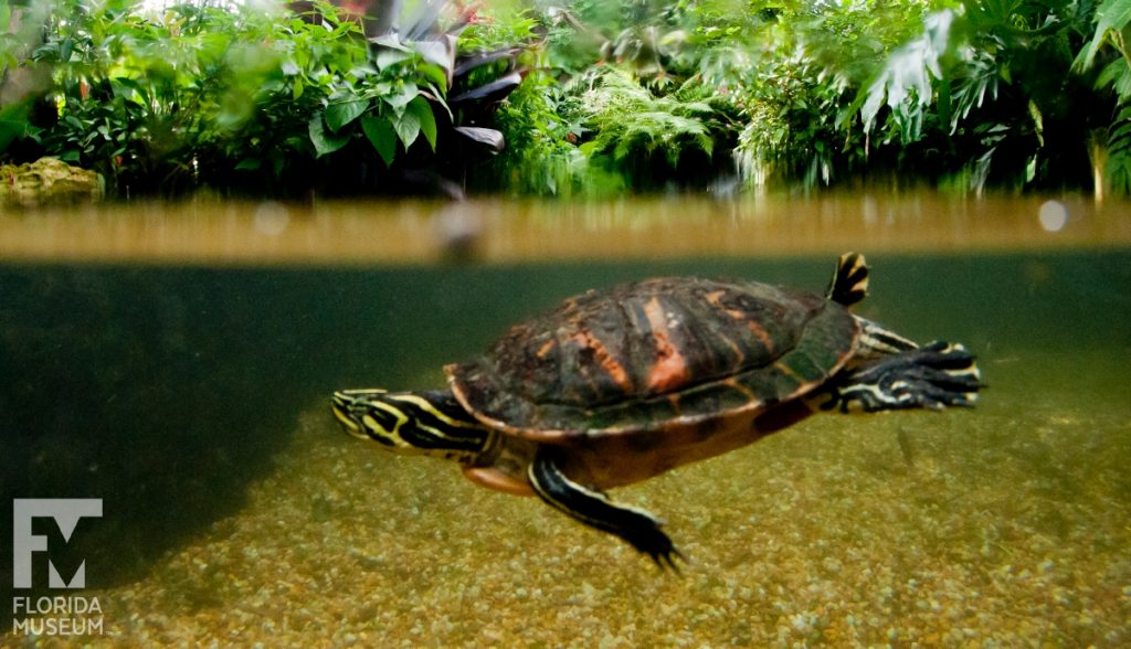 Turtles of the Butterfly Rainforest