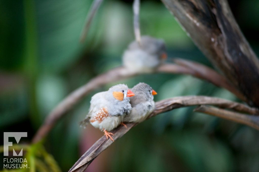 Birds of the Butterfly Rainforest