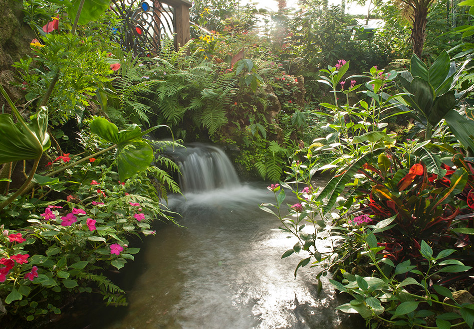 Butterfly Rainforest waterfall, half header