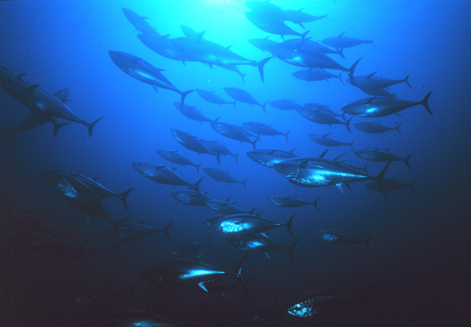 Bluefin tuna school