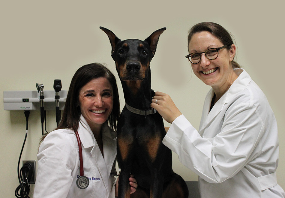 veterinarians