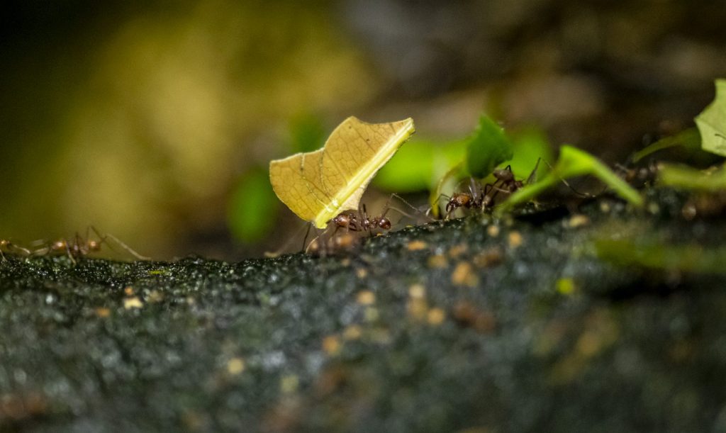 ants carrying leaf