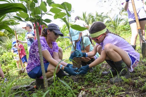 people planting trees