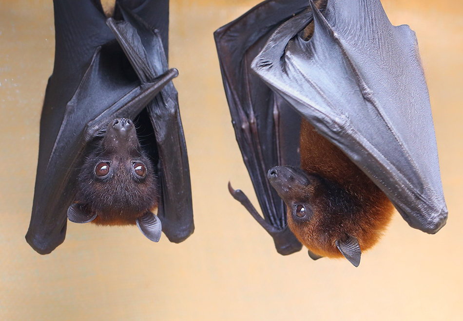 Bat Photo Courtesy of Lubee Bat Conservancy