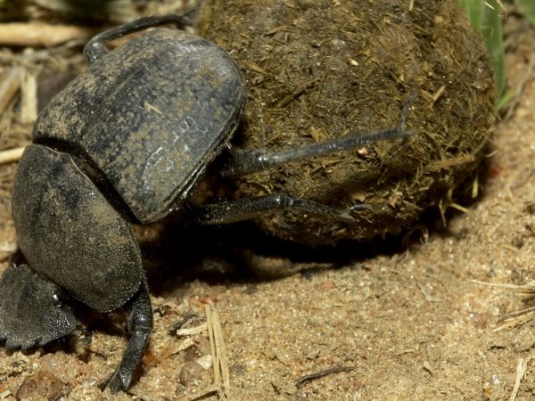 dung beetle rolling a ball of dung