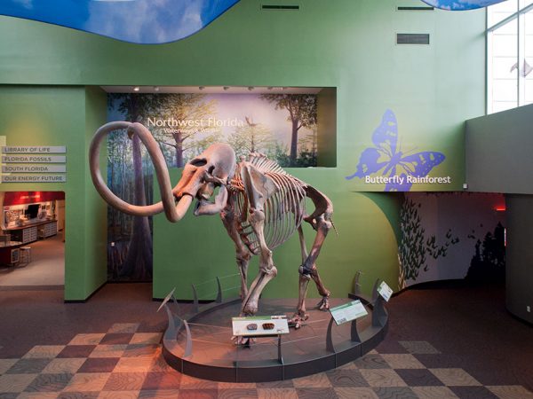 Mammoth in Denny Gallery, half header