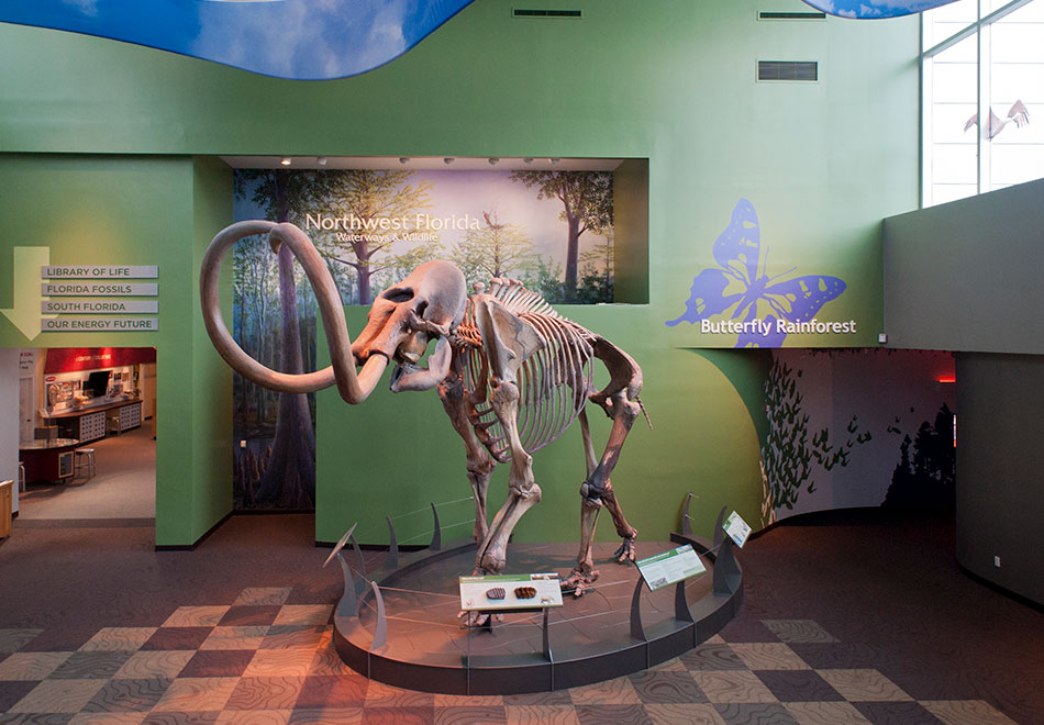 Mammoth in Denny Gallery, half header