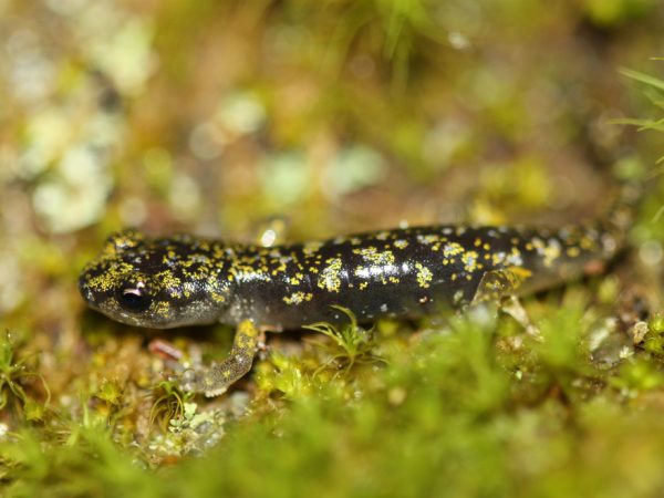 salamander on moss