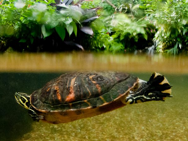 Turtle swimming, header