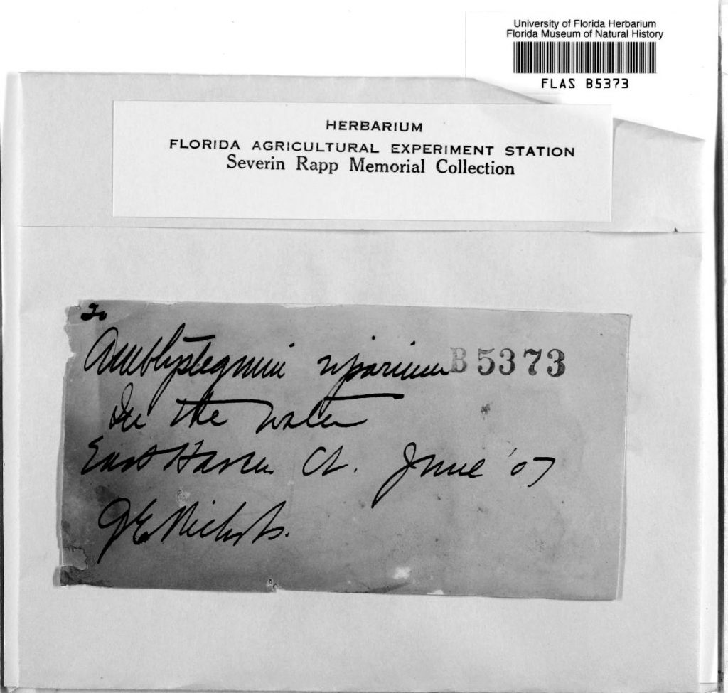 Old handwriting on an Herbarium specimen label.