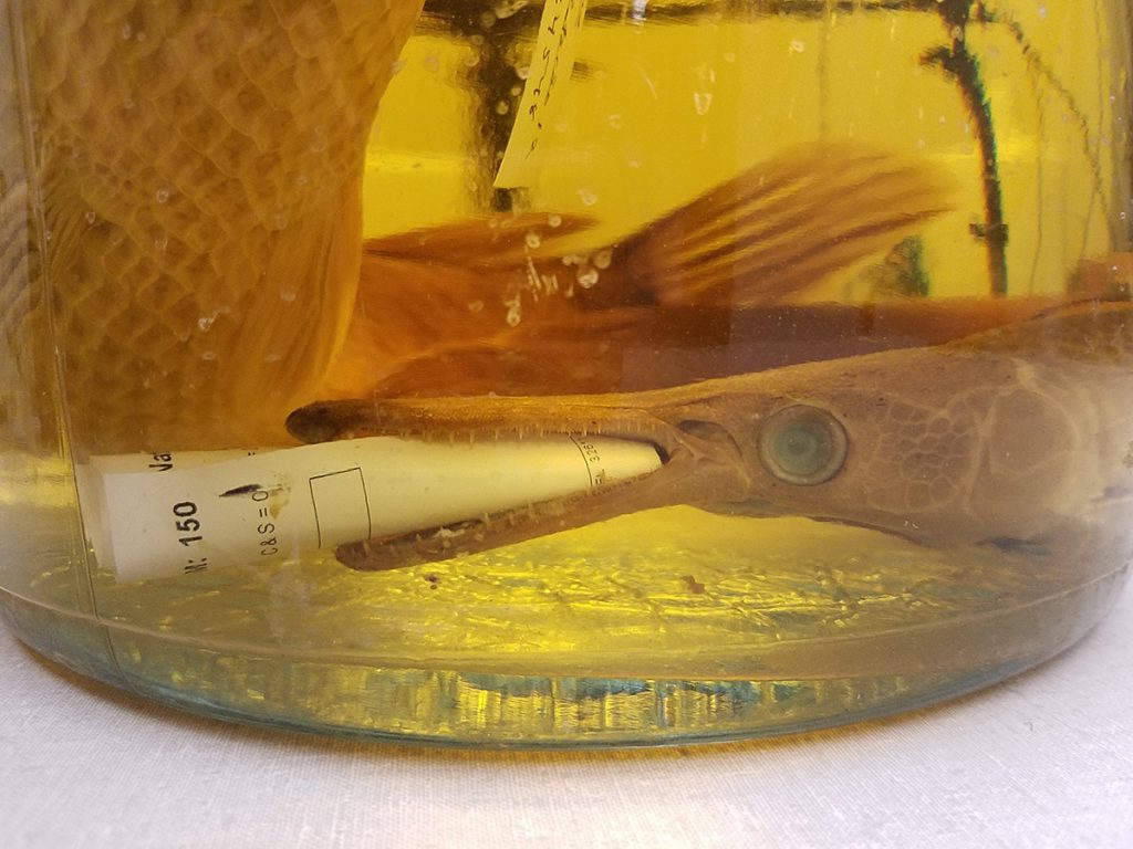 fish in jar with specimen label