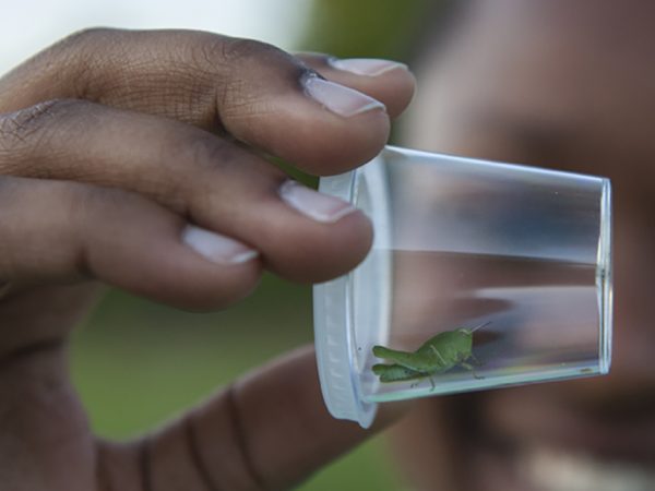 hand holding insect in jar