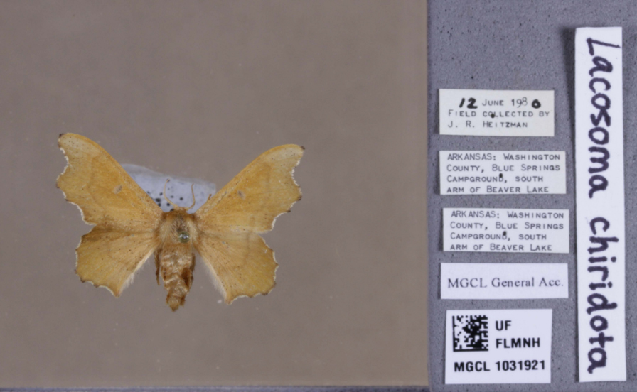 Example of a moth label for transcription